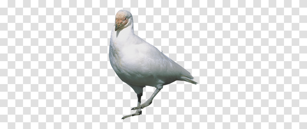 Rock Dove Stock Dove Flight Bird Bird Standing, Animal, Pigeon, Beak Transparent Png