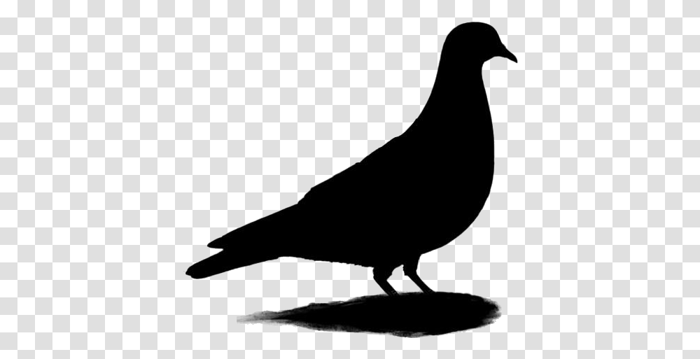 Rock Pigeon Clipart Rock Pigeon Image Pigeons And Doves, Bow, Bird, Animal, Quail Transparent Png