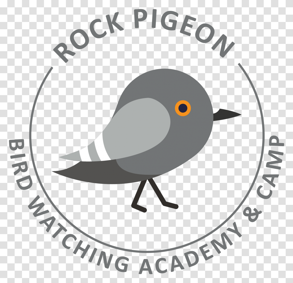 Rock Pigeon Picture Soccer Ball Clipart, Bird, Animal, Blackbird, Agelaius Transparent Png
