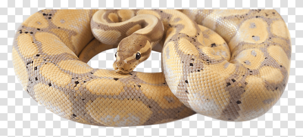 Rock Python, Snake, Reptile, Animal, Anaconda Transparent Png