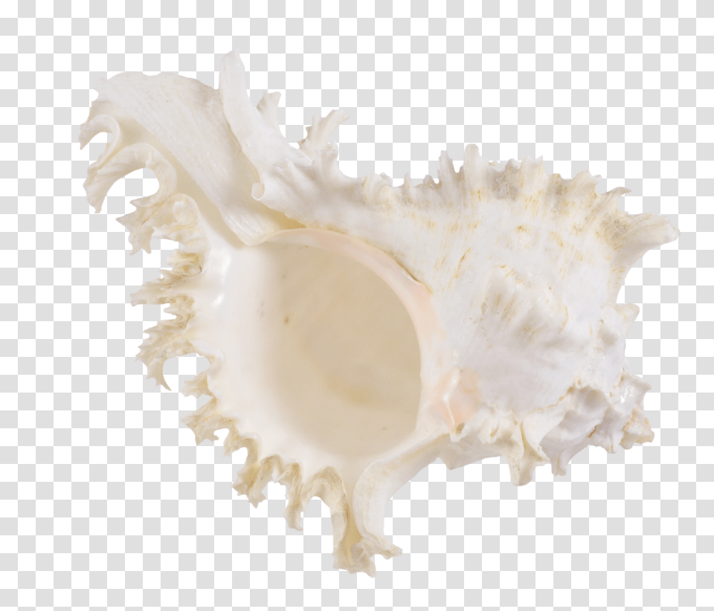 Rock Snail Murex Decorative Shell 6 7 Shell, Seashell, Invertebrate, Sea Life, Animal Transparent Png