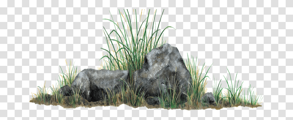 Rock With Grass, Plant, Bush, Vegetation, Water Transparent Png