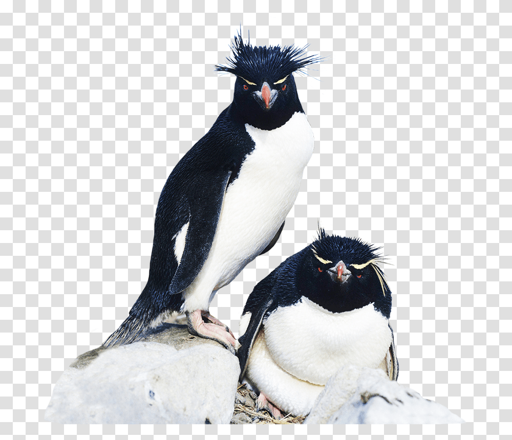 Rockhopper Penguin Clipart Rockhopper Penguin, Bird, Animal, King Penguin Transparent Png