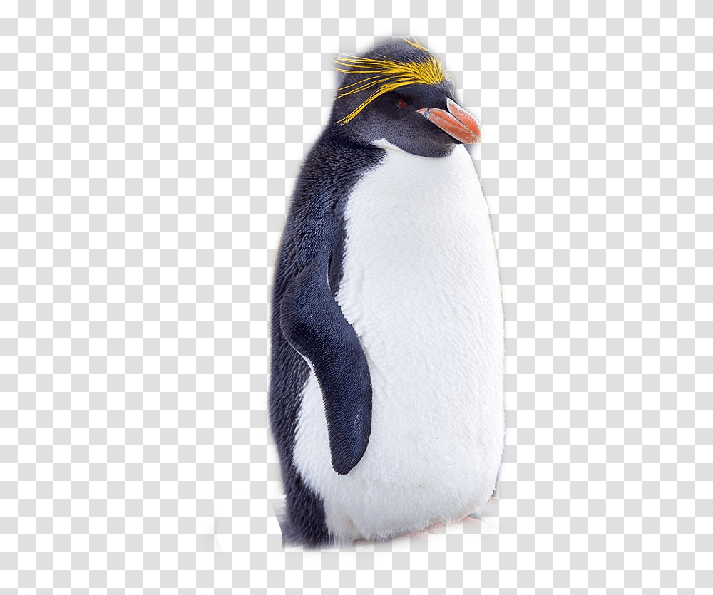 Rockhopper Penguin, King Penguin, Bird, Animal Transparent Png