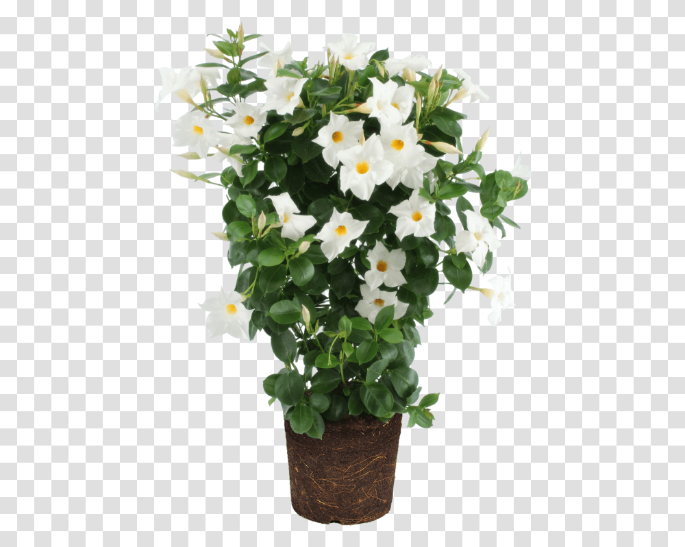 Rocktrumpet Mandevilla, Plant, Flower, Blossom, Flower Bouquet Transparent Png