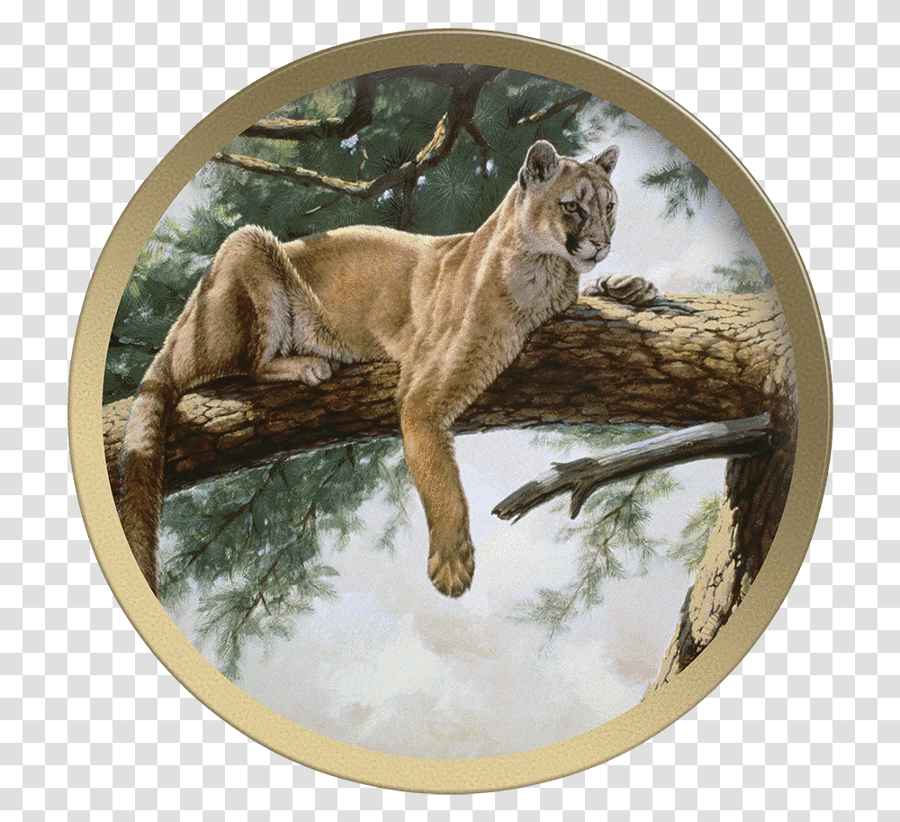 Rocky Mountain Lion Cougar, Mammal, Animal, Wildlife, Cat Transparent Png