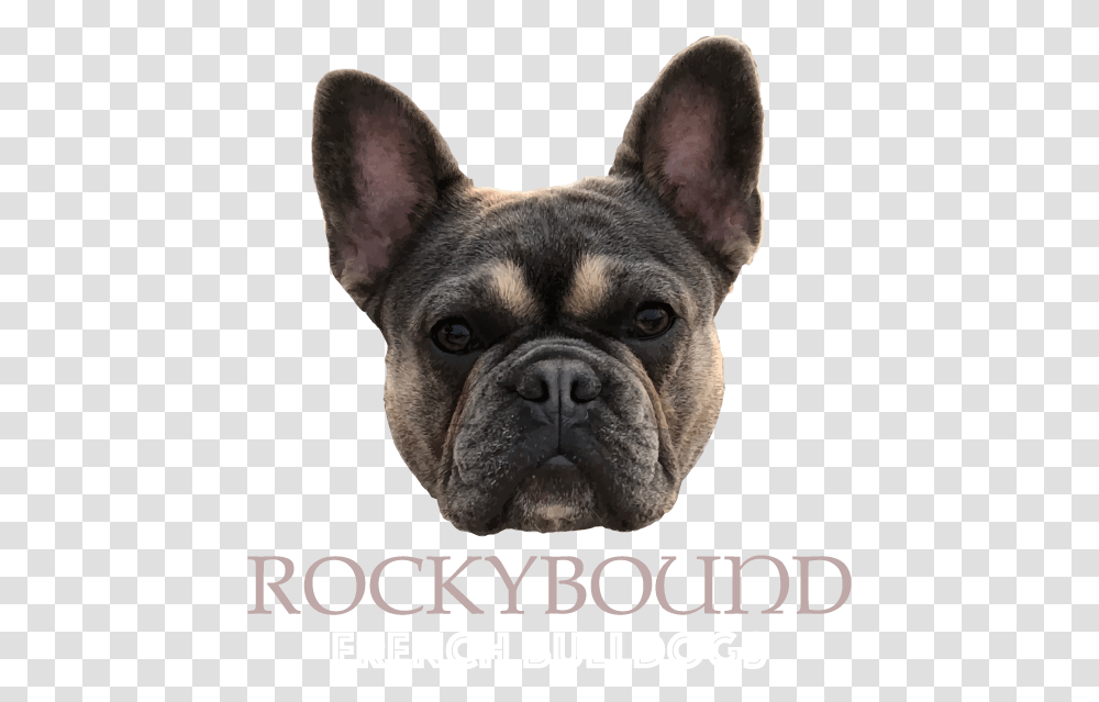 Rockybound Frenchies French Bulldog, Pet, Canine, Animal, Mammal Transparent Png