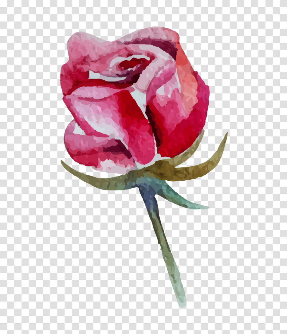 Rod Stewart Announces Details On Latest Album Fm, Rose, Flower, Plant, Blossom Transparent Png