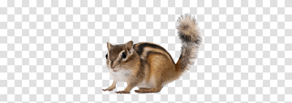 Rodents Archives Eastern Chipmunk, Animal, Mammal, Cat, Pet Transparent Png