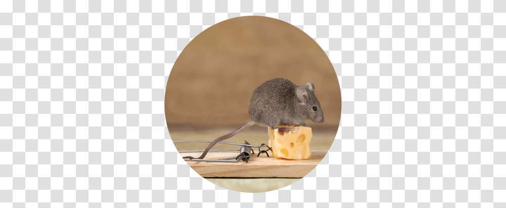 Rodents House Mice, Rat, Mammal, Animal Transparent Png
