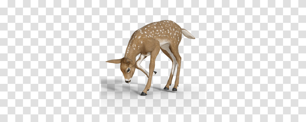 Roe Deer Nature, Wildlife, Mammal, Animal Transparent Png