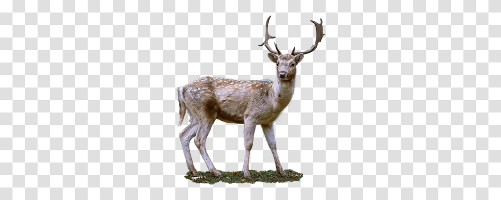 Roe Deer Animals, Antelope, Wildlife, Mammal Transparent Png