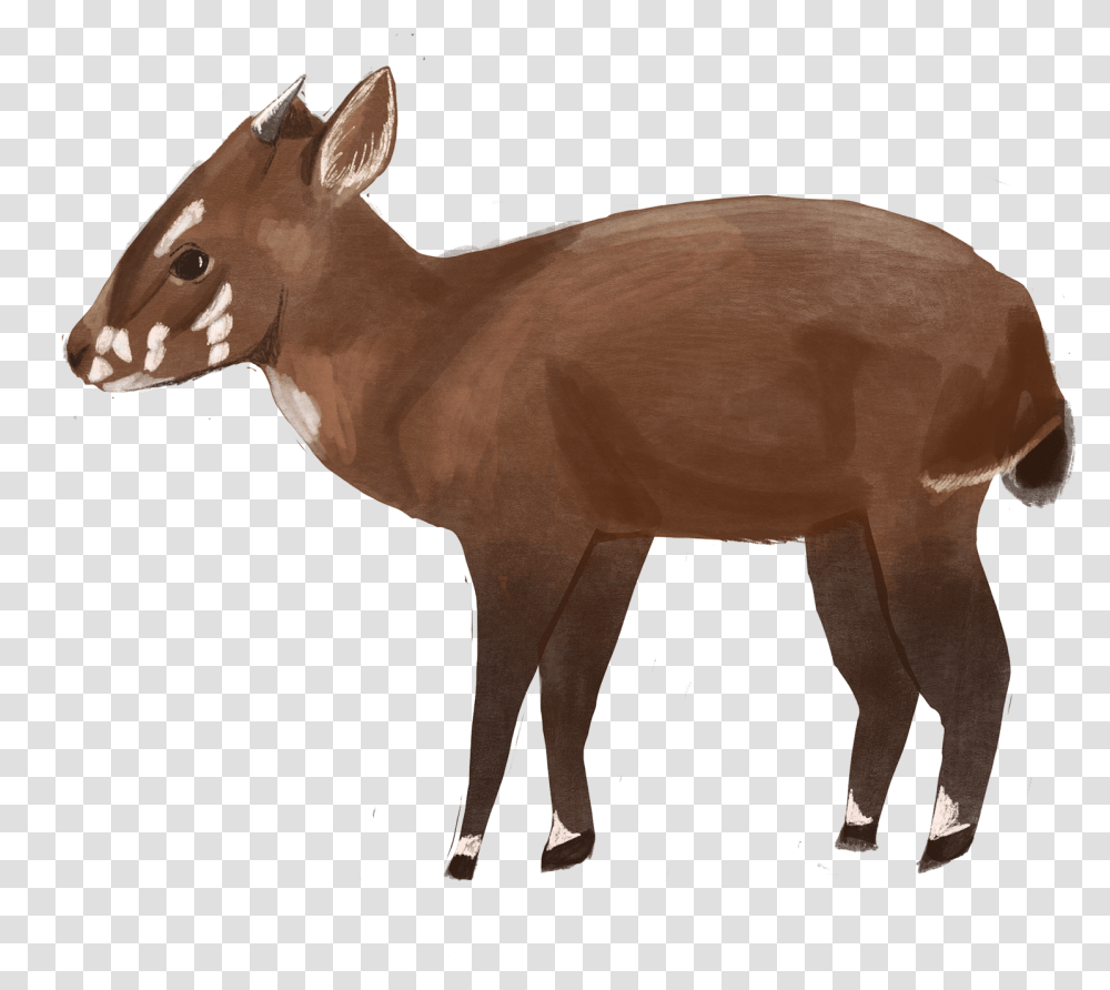 Roe Deer, Animal, Mammal, Wildlife, Horse Transparent Png