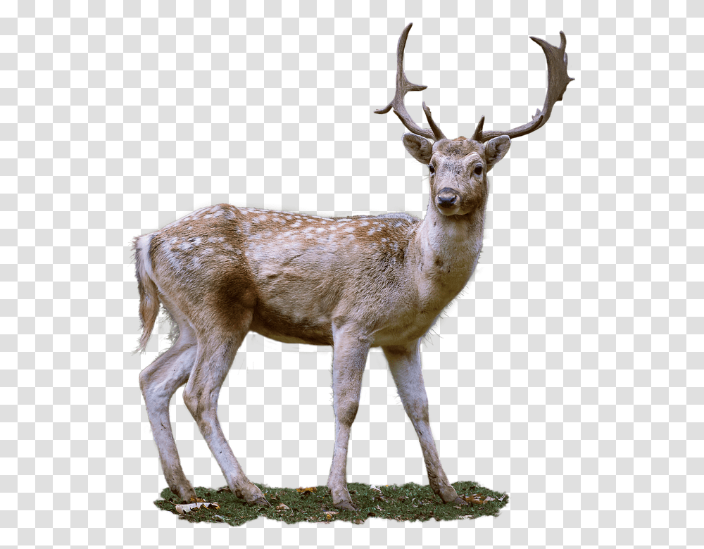 Roe Deer Antler Fallow Deer Background Deer, Antelope, Wildlife, Mammal, Animal Transparent Png