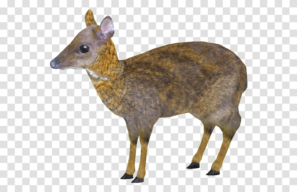 Roe Deer, Mammal, Animal, Wildlife, Antelope Transparent Png