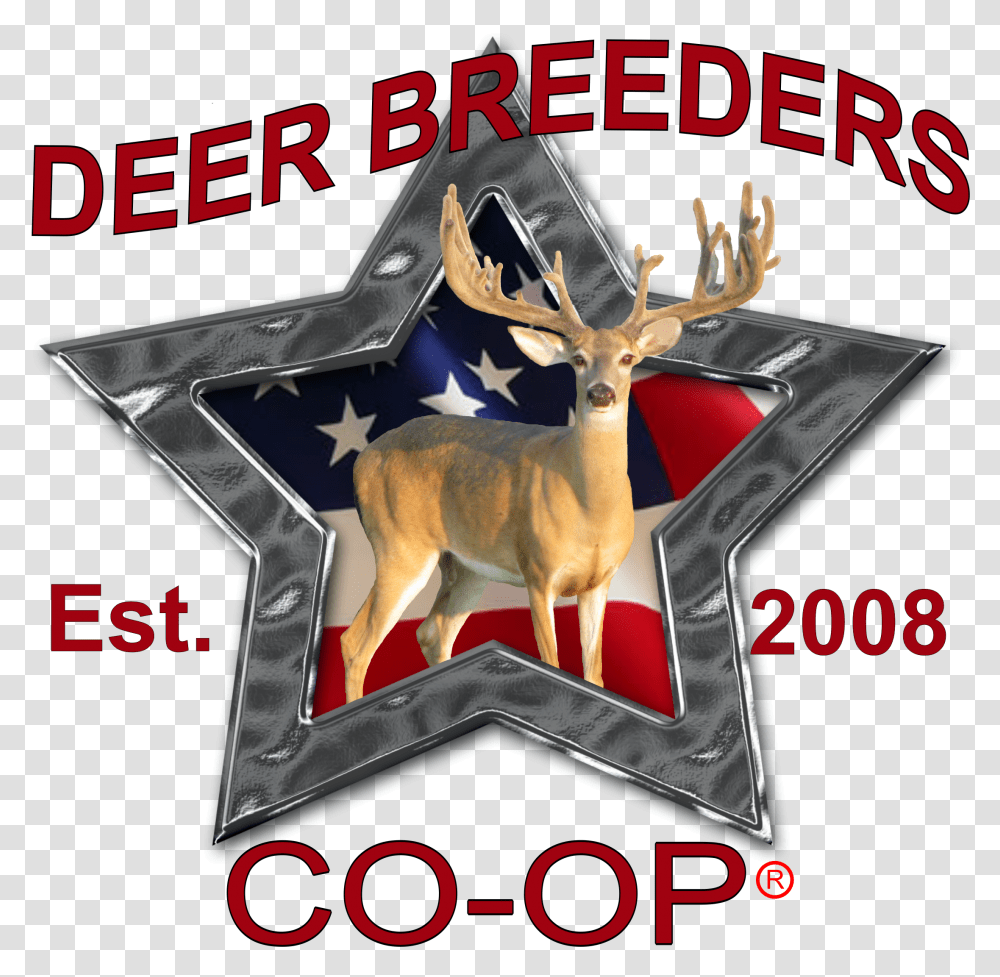 Roe Deer, Wildlife, Mammal, Animal, Antelope Transparent Png