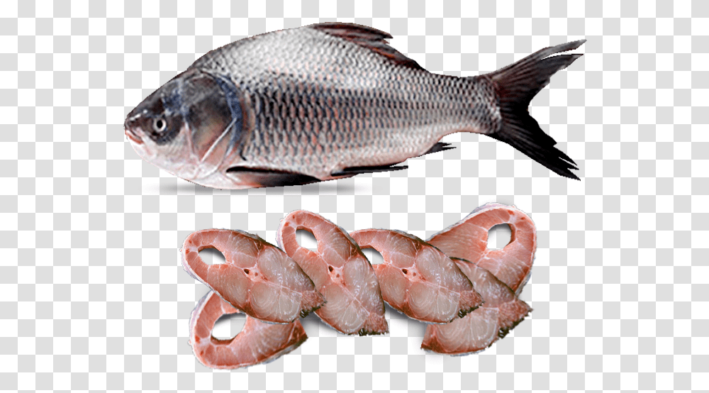 Rohu Fish Local Katla Fish, Animal, Sea Life, Aquatic, Water Transparent Png