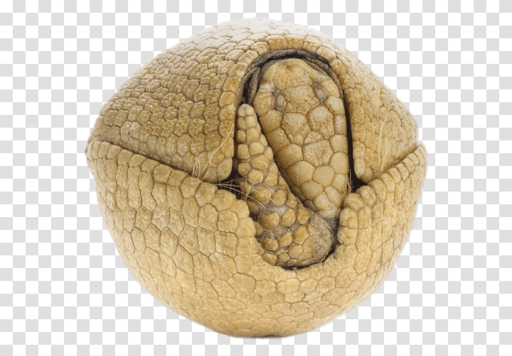 Rolled Up Armadillo Armadillos, Rug, Snake, Reptile, Animal Transparent Png