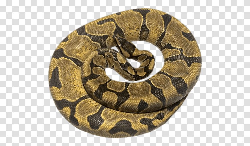 Rolled Up Python Enchi Vanilla Ball Python, Rug, Anaconda, Snake, Reptile Transparent Png