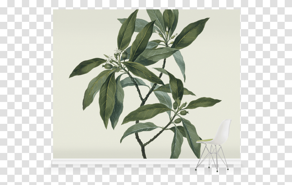 Roller Blind Olive Tree Blind, Chair, Furniture, Plant, Leaf Transparent Png