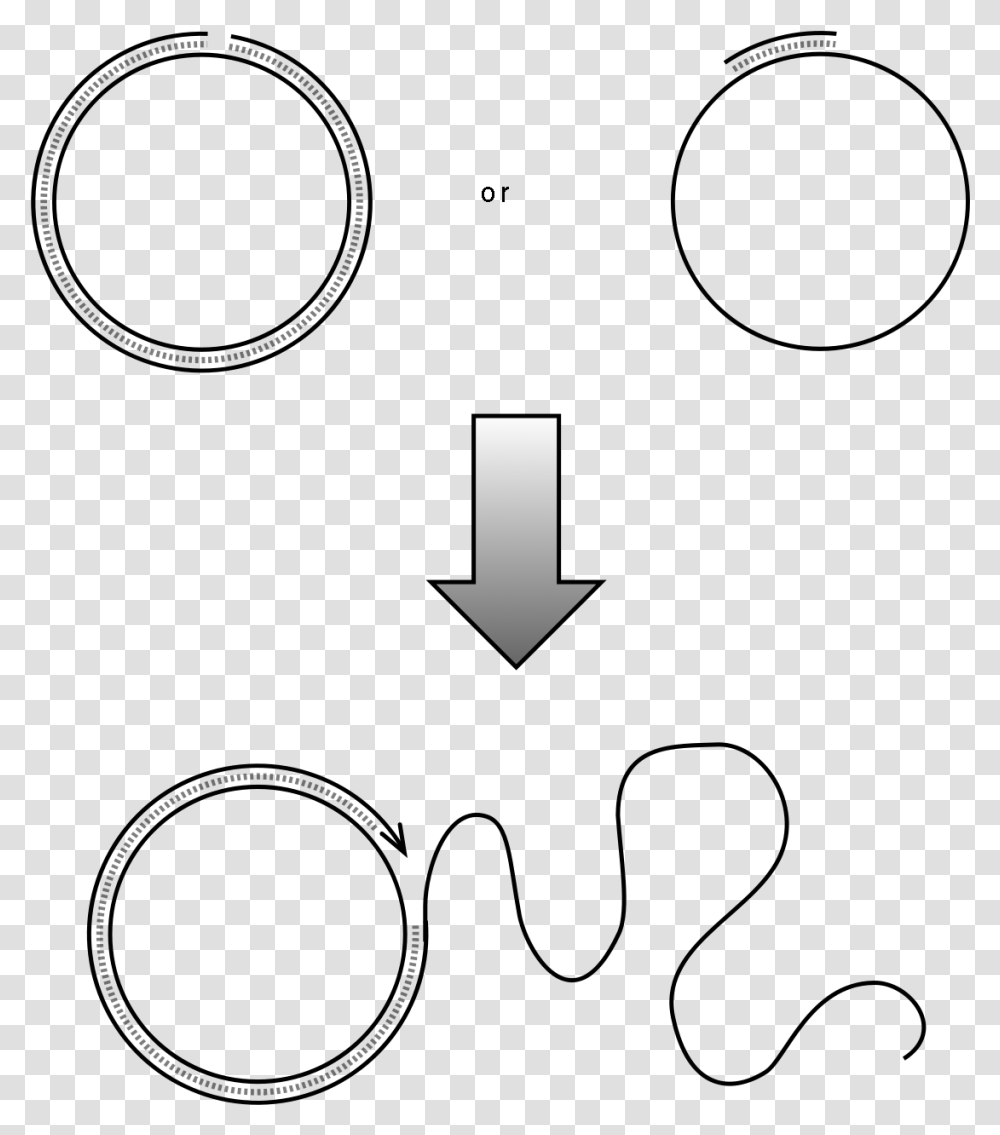 Rolling Circle Replication Plos, Number, Alphabet Transparent Png