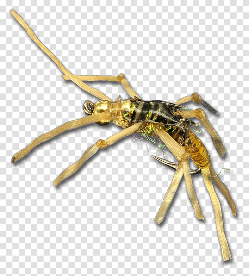 Rolling Stone Gold Insect, Animal, Invertebrate, Sea Life, Food Transparent Png