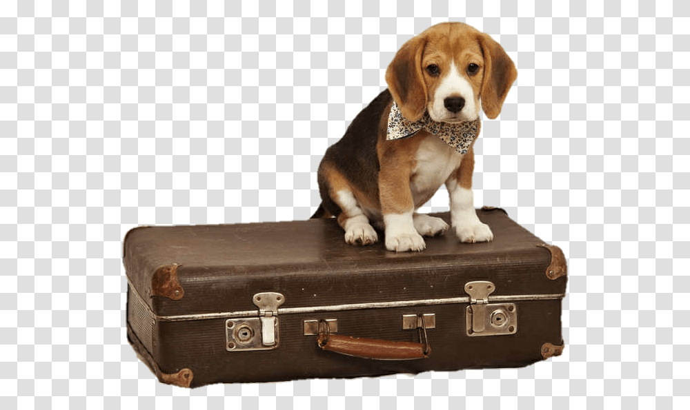 Rolling Suitcase Clipart Beagle Suitcase, Hound, Dog, Pet, Canine Transparent Png