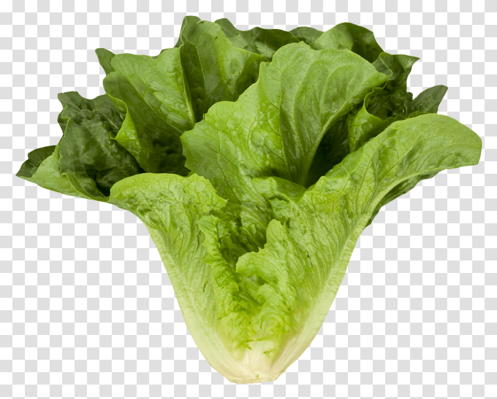 Romaine Cos Lettuce Image Romaine Or Cos Lettuce, Plant, Vegetable, Food Transparent Png