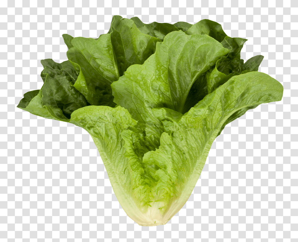 Romaine Cos Lettuce Image, Vegetable, Plant, Food Transparent Png