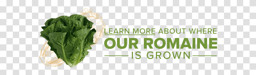 Romaine Language, Text, Alphabet, Plant, Vegetation Transparent Png