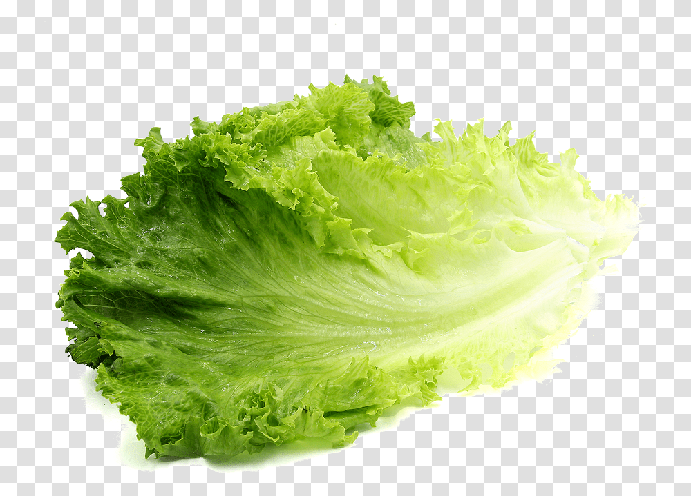 Romaine Lettuce Background Lettuce, Plant, Vegetable, Food Transparent Png