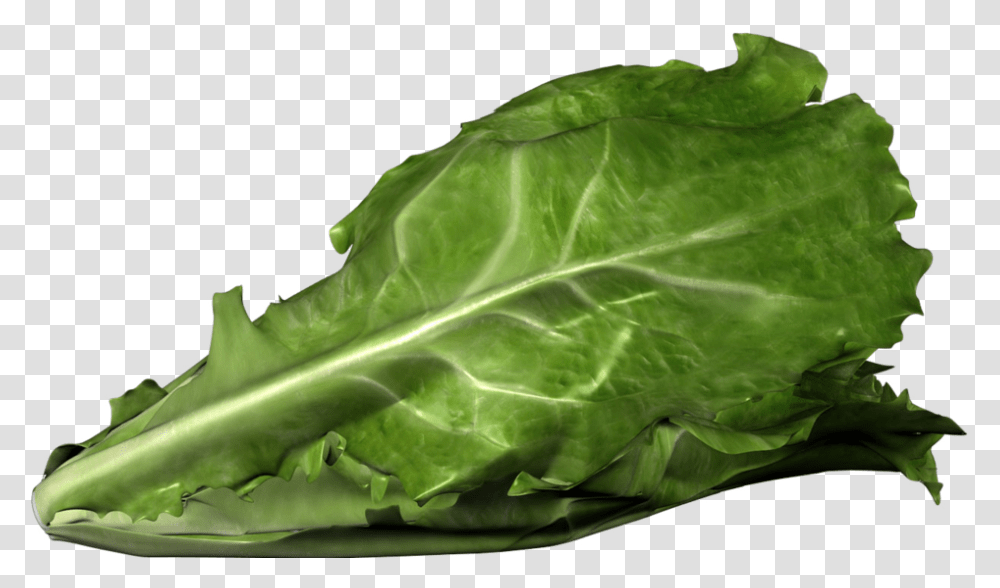 Romaine Lettuce Bent, Plant, Vegetable, Food, Cabbage Transparent Png