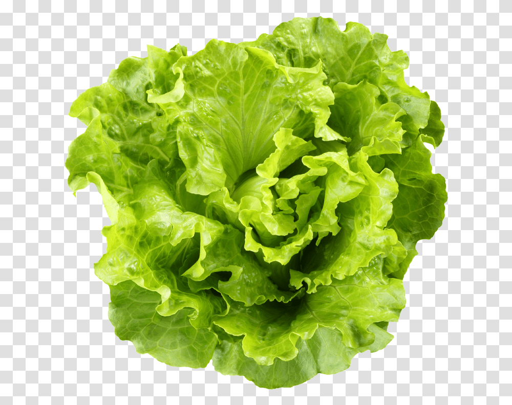 Romaine Lettuce Cdc Recall, Plant, Vegetable, Food Transparent Png