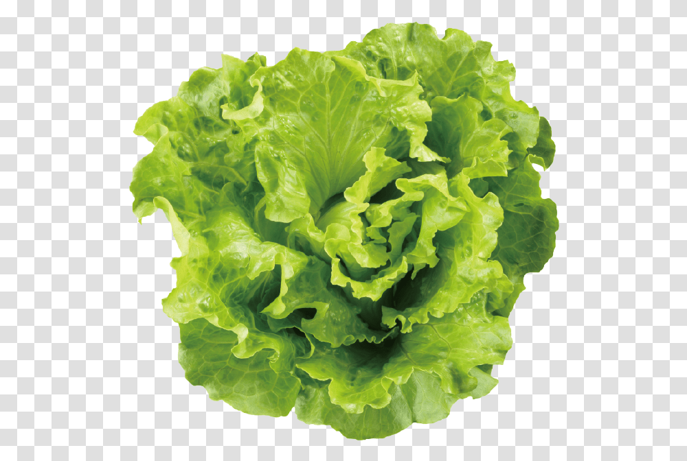 Romaine Lettuce Chicken Sees A Salad, Plant, Vegetable, Food Transparent Png