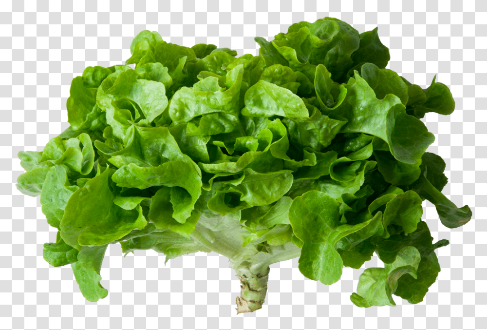 Romaine Lettuce Download Romaine Lettuce, Plant, Vegetable, Food Transparent Png