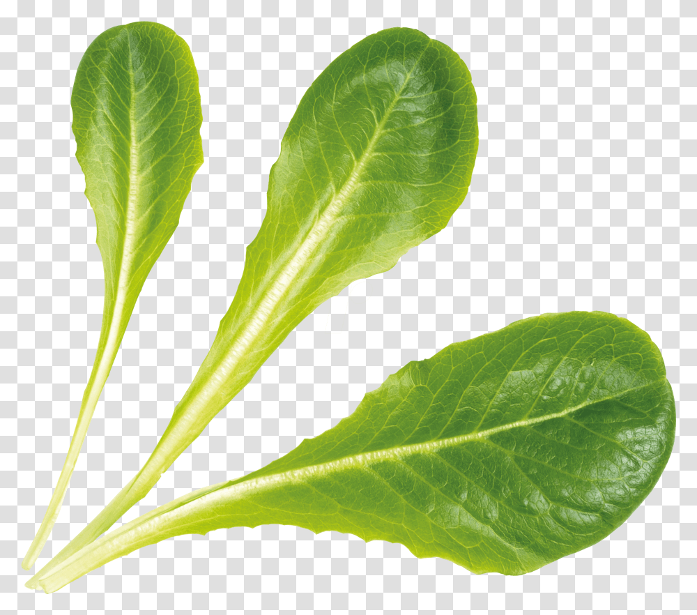 Romaine Lettuce Fresh, Plant, Leaf, Vegetable, Food Transparent Png