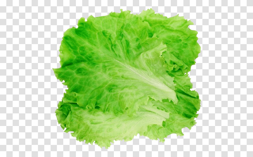 Romaine Lettuce Hamburger Salad Clip Lettuce, Plant, Vegetable, Food Transparent Png