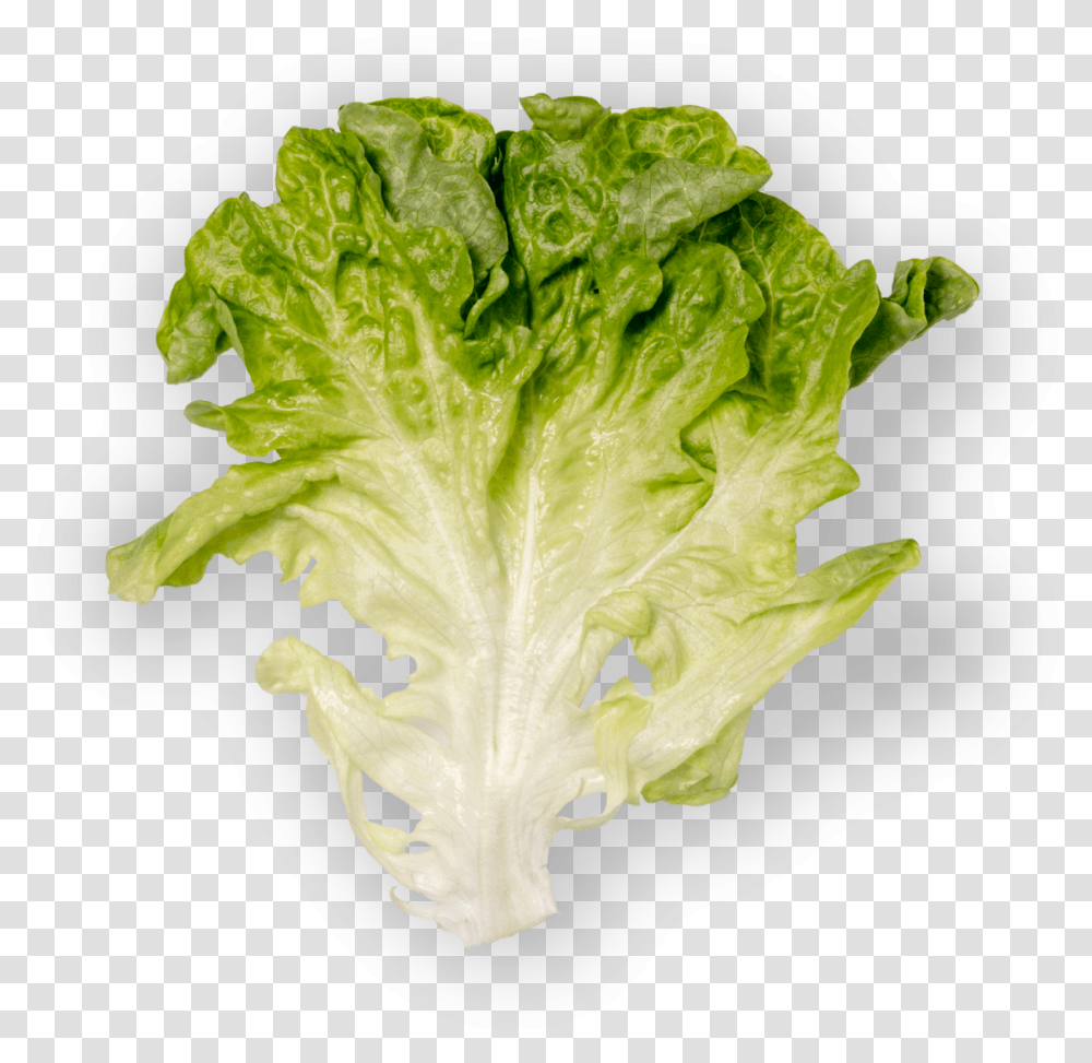 Romaine Lettuce Hd Download Download Romaine Lettuce, Plant, Vegetable, Food Transparent Png