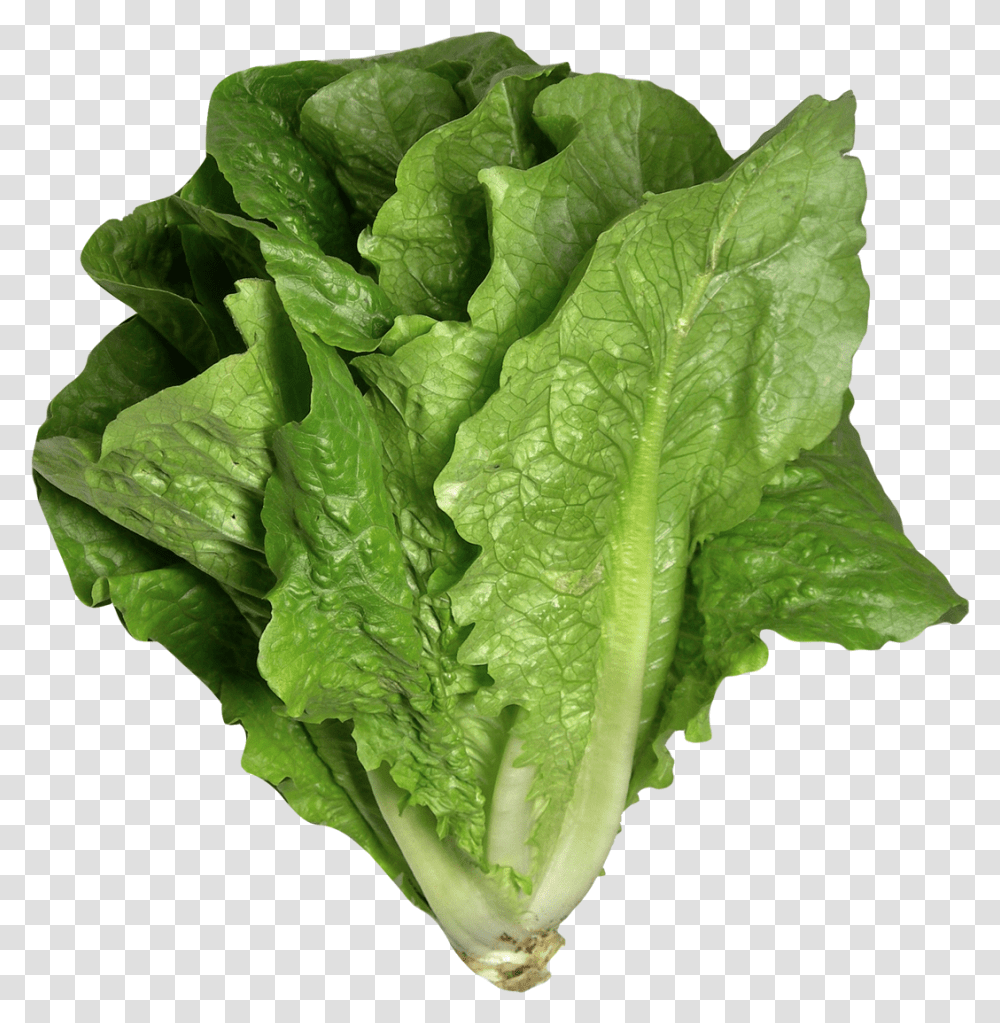 Romaine Lettuce Image Lettuce, Plant, Vegetable, Food Transparent Png