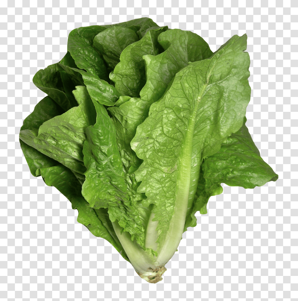 Romaine Lettuce Image, Vegetable, Plant, Food Transparent Png