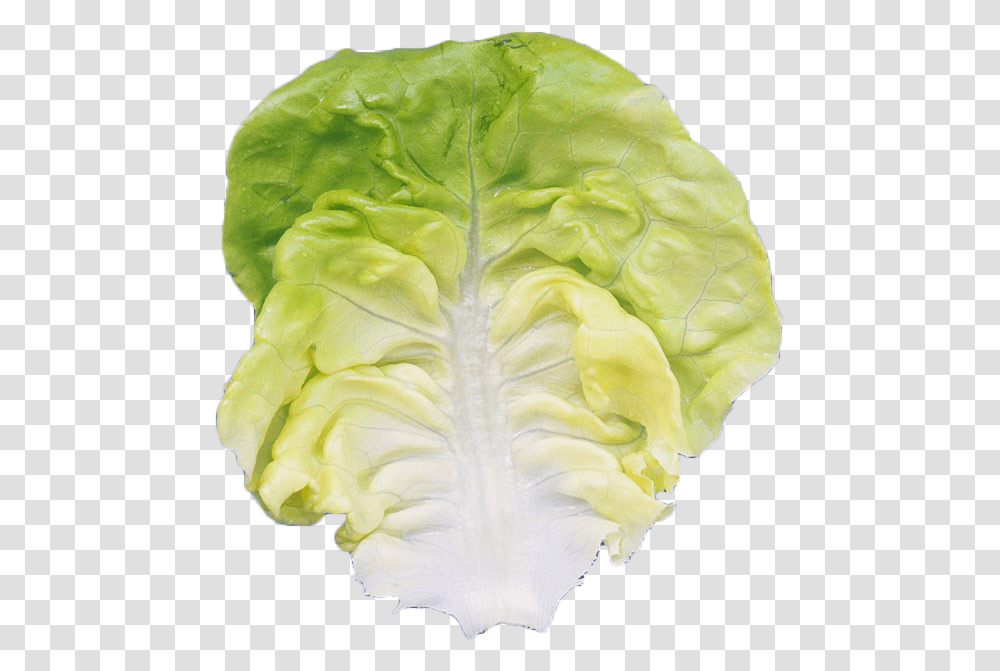 Romaine Lettuce Leaf Vegetable Iceburg Lettuce, Plant, Food, Cabbage, Rose Transparent Png