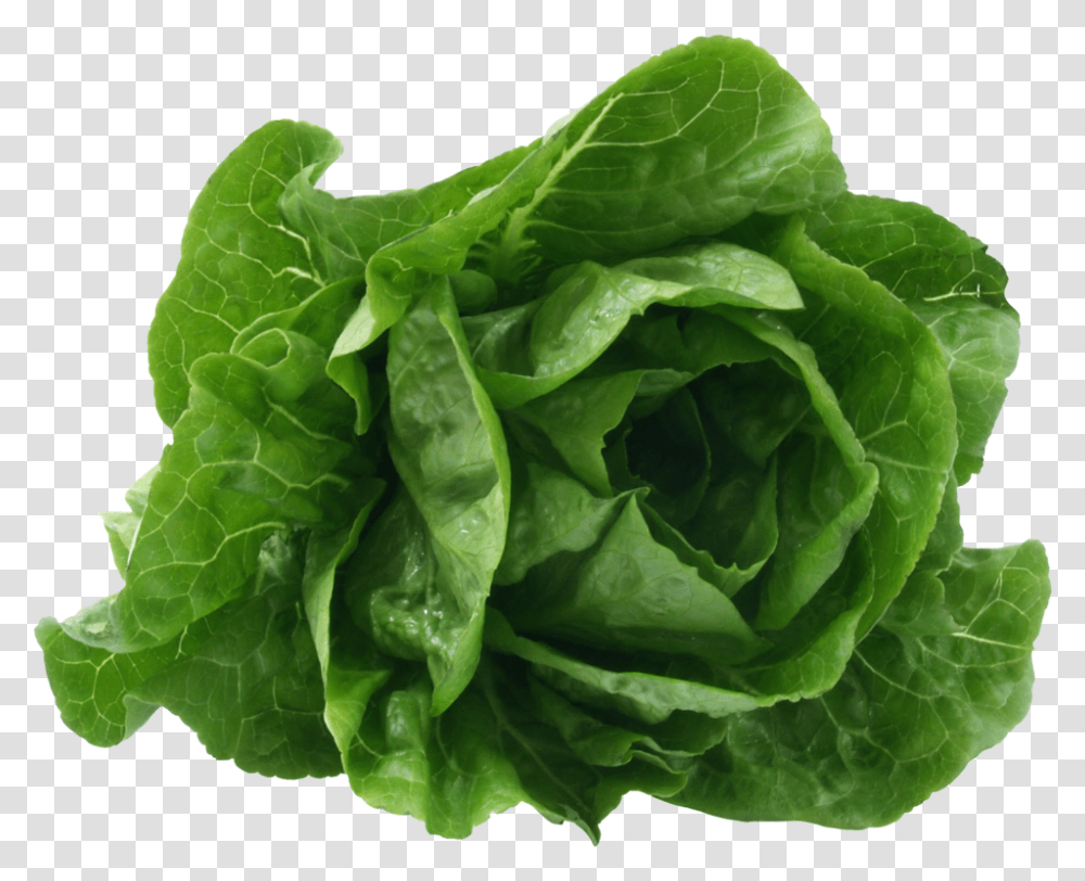 Romaine Lettuce Lettuce Scientific Name, Plant, Vegetable, Food, Cabbage Transparent Png