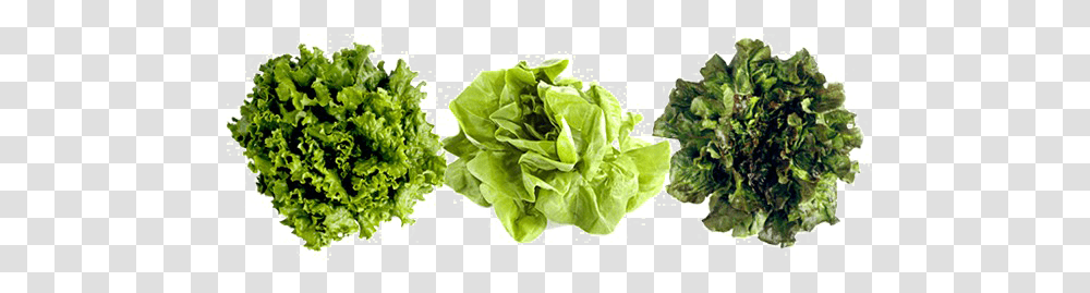 Romaine Lettuce Picture Lettuces, Plant, Vegetable, Food Transparent Png