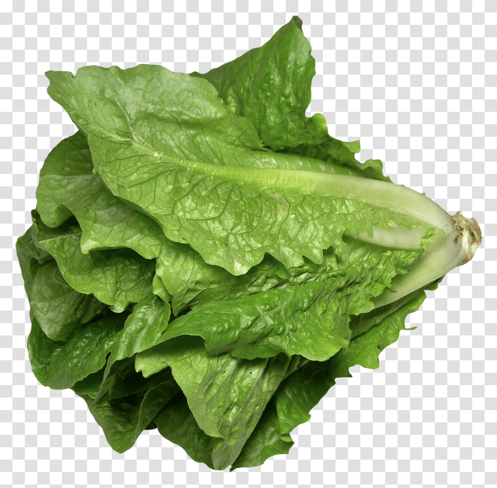 Romaine Lettuce, Plant, Vegetable, Food Transparent Png