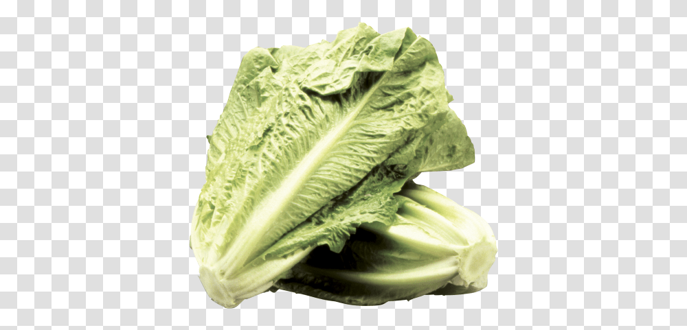 Romaine Lettuce Superfood, Plant, Vegetable, Scarf, Clothing Transparent Png