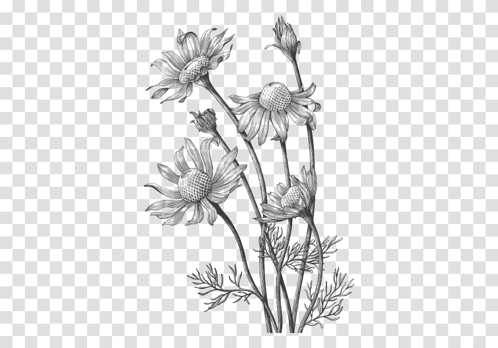 Roman Chamomile Essential Oils And Products Wild Flower Hand Draw, Floral Design, Pattern Transparent Png