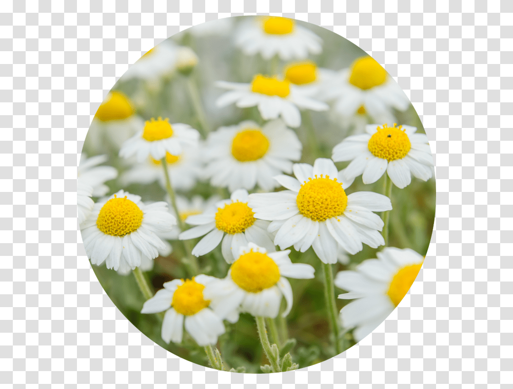 Roman Chamomile Flower, Plant, Daisy, Daisies, Blossom Transparent Png
