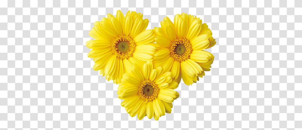 Romantic Flower Photo Background Yellow Aesthetic Flowers, Plant, Blossom, Daisy, Daisies Transparent Png