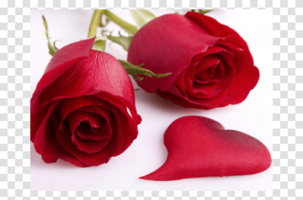 Romantic Good Morning And Good Night, Rose, Flower, Plant, Blossom Transparent Png