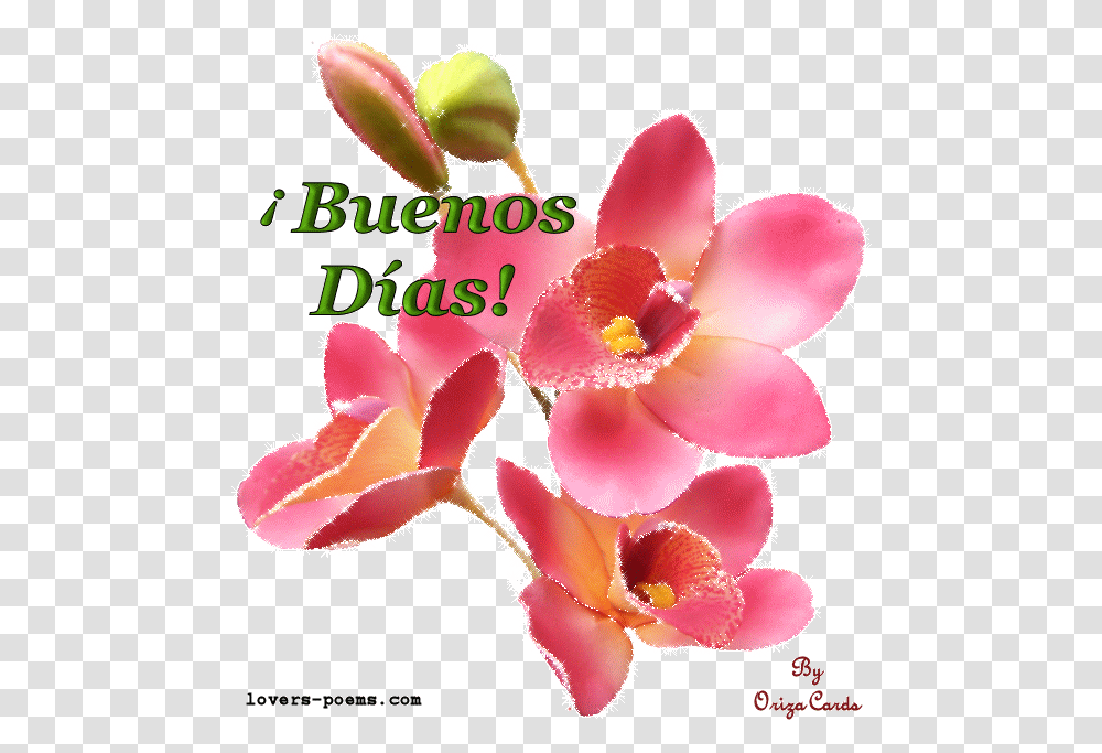 Romantic Good Morning Husband, Plant, Flower, Blossom, Orchid Transparent Png